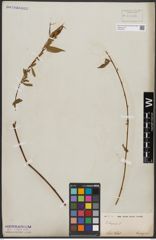 Foto von Salix babylonica L.